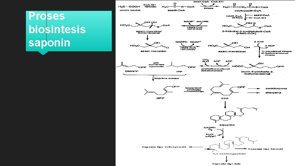 Proses biosintesis saponin 