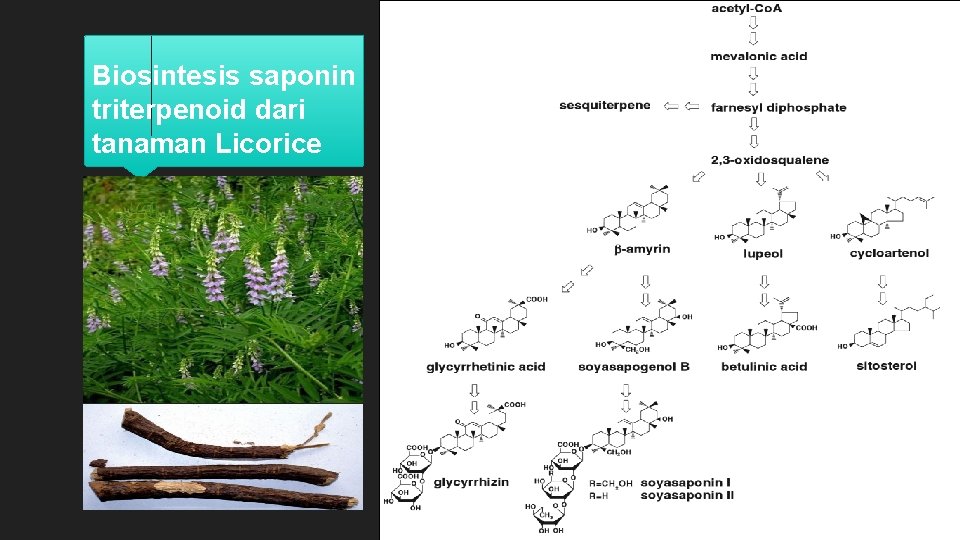 Biosintesis saponin triterpenoid dari tanaman Licorice 