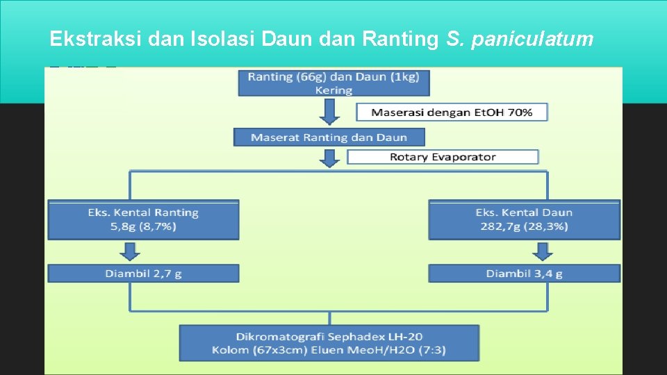 Ekstraksi dan Isolasi Daun dan Ranting S. paniculatum 