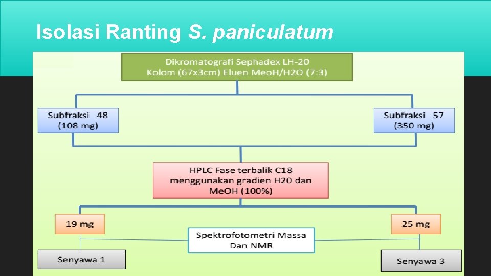 Isolasi Ranting S. paniculatum 