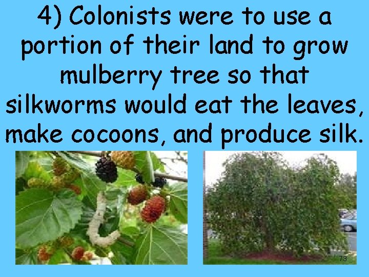 4) Colonists were to use a portion of their land to grow mulberry tree