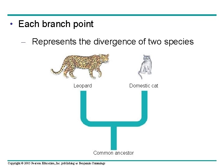  • Each branch point – Represents the divergence of two species Leopard Domestic