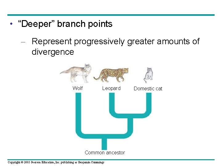  • “Deeper” branch points – Represent progressively greater amounts of divergence Wolf Leopard