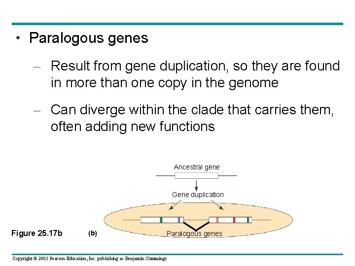  • Paralogous genes – Result from gene duplication, so they are found in