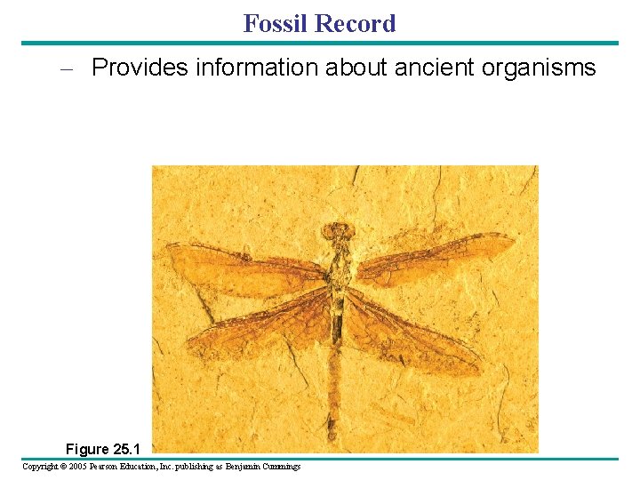 Fossil Record – Provides information about ancient organisms Figure 25. 1 Copyright © 2005