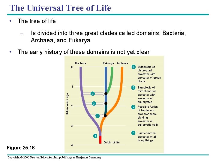 The Universal Tree of Life • The tree of life – Is divided into