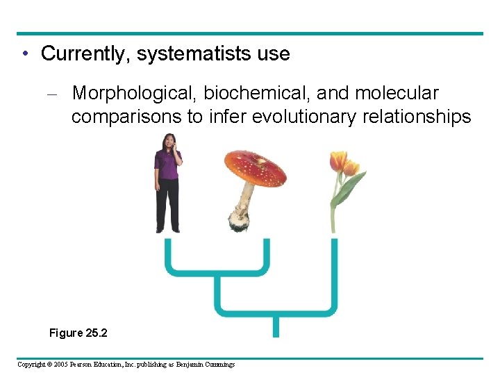  • Currently, systematists use – Morphological, biochemical, and molecular comparisons to infer evolutionary