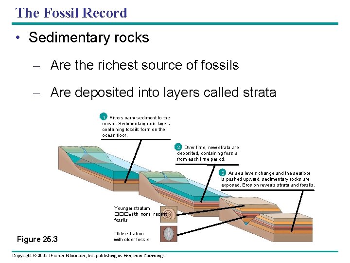 The Fossil Record • Sedimentary rocks – Are the richest source of fossils –