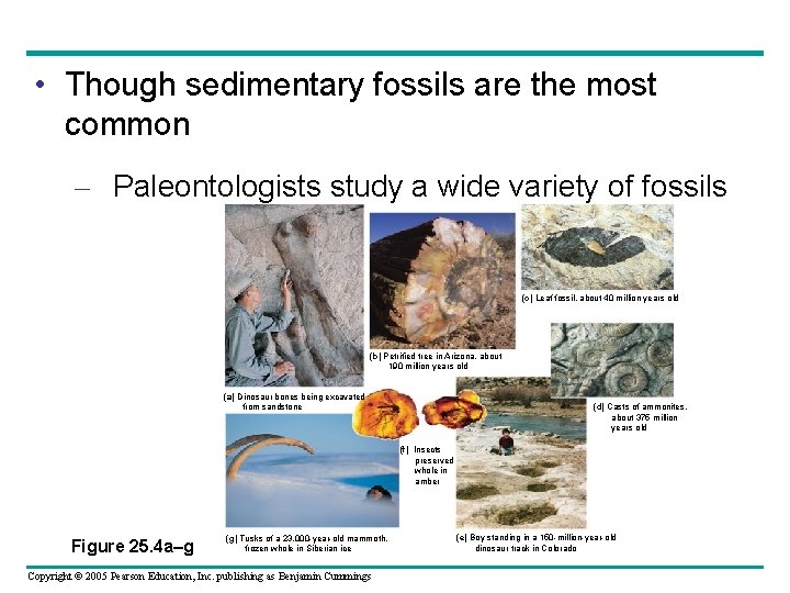  • Though sedimentary fossils are the most common – Paleontologists study a wide