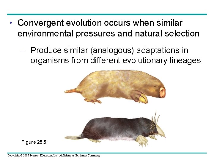  • Convergent evolution occurs when similar environmental pressures and natural selection – Produce
