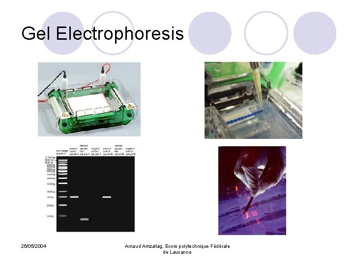 Gel Electrophoresis 26/05/2004 Arnaud Amzallag, Ecole polytechnique Fédérale de Lausanne 