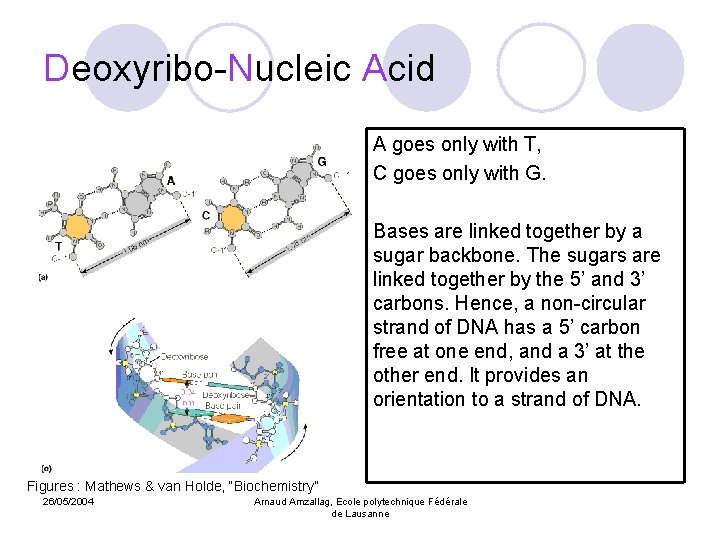 Deoxyribo-Nucleic Acid A goes only with T, C goes only with G. Bases are