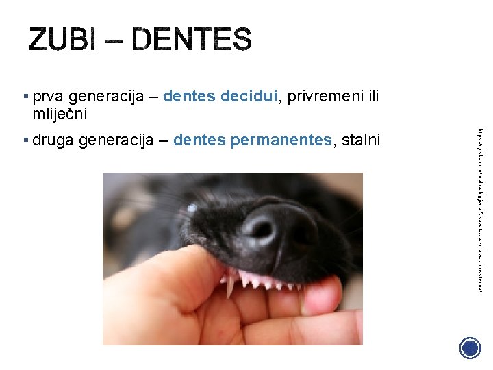 § prva generacija – dentes decidui, privremeni ili mliječni https: //njuska. com/oralna-higijena-5 -saveta-za-zdrave-zube-stenca/ §