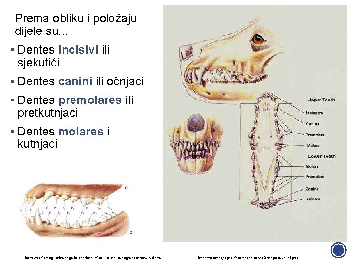 Prema obliku i položaju dijele su. . . § Dentes incisivi ili sjekutići §