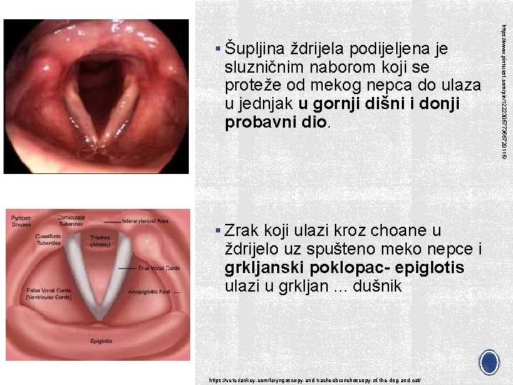 sluzničnim naborom koji se proteže od mekog nepca do ulaza u jednjak u gornji