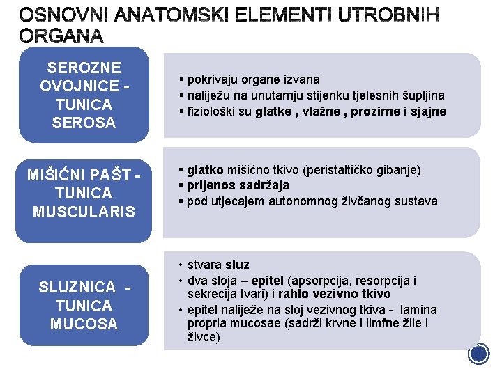 SEROZNE OVOJNICE TUNICA SEROSA MIŠIĆNI PAŠT TUNICA MUSCULARIS SLUZNICA TUNICA MUCOSA § pokrivaju organe