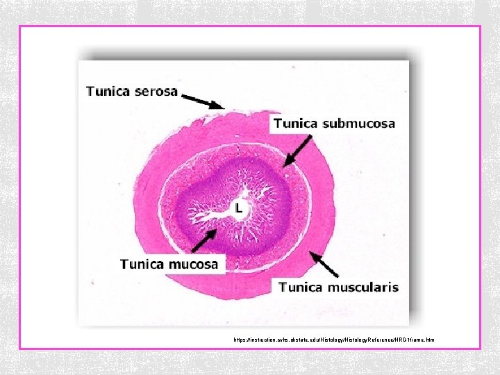 https: //instruction. cvhs. okstate. edu/Histology. Reference/HRD 1 frame. htm 