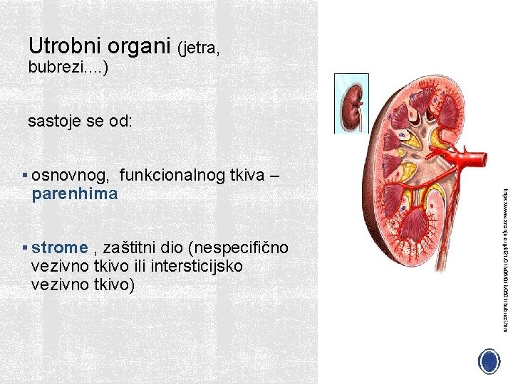 Utrobni organi (jetra, bubrezi. . ) sastoje se od: § osnovnog, funkcionalnog tkiva –