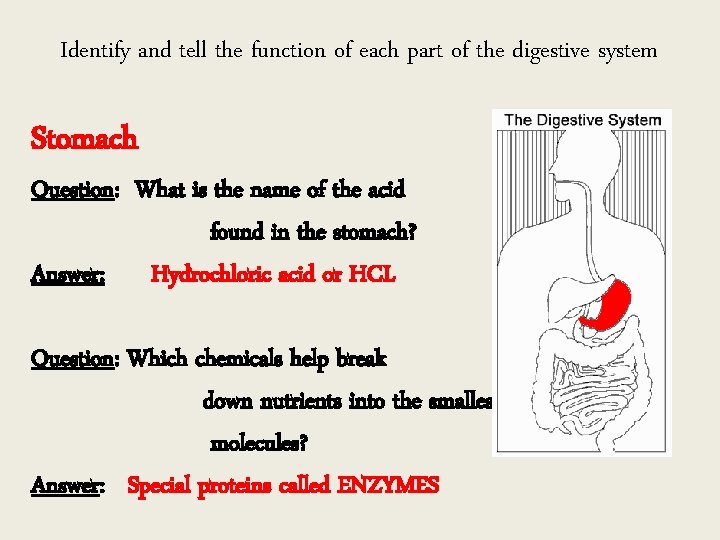 Identify and tell the function of each part of the digestive system Stomach Question: