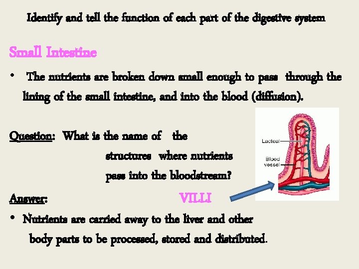 Identify and tell the function of each part of the digestive system Small Intestine