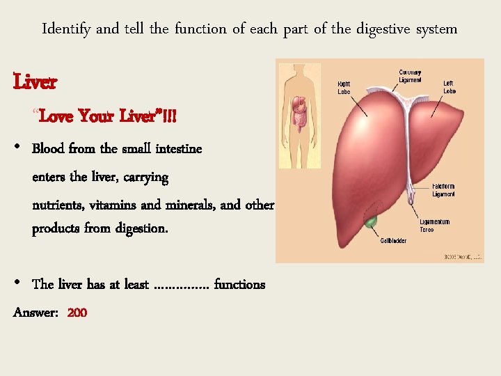 Identify and tell the function of each part of the digestive system Liver “Love