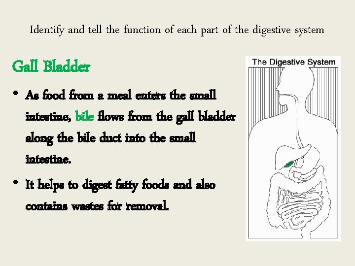 Identify and tell the function of each part of the digestive system Gall Bladder