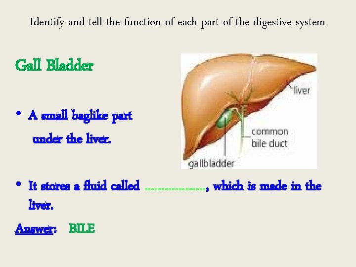Identify and tell the function of each part of the digestive system Gall Bladder