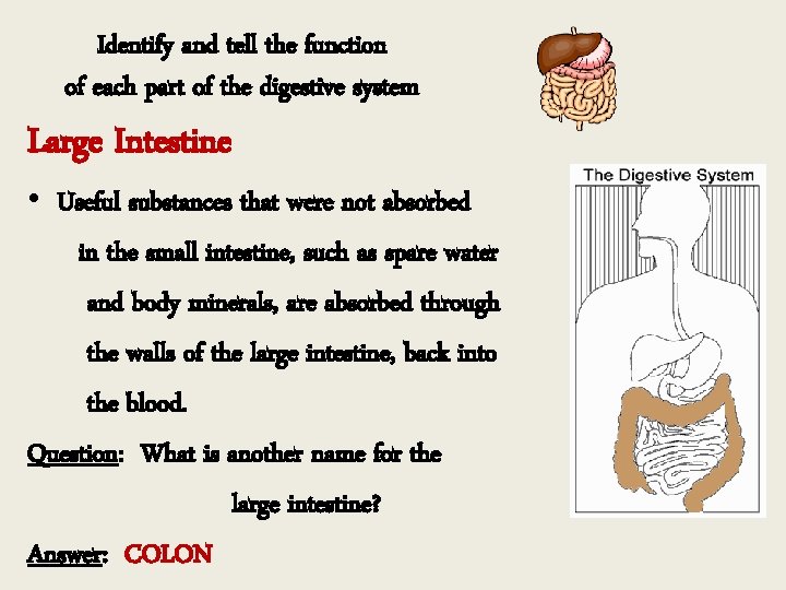 Identify and tell the function of each part of the digestive system Large Intestine