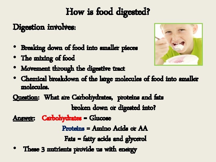 How is food digested? Digestion involves: • • Breaking down of food into smaller