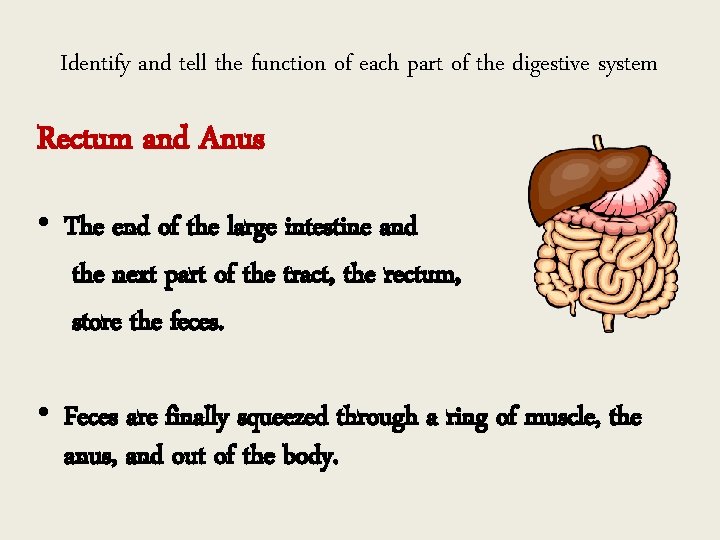 Identify and tell the function of each part of the digestive system Rectum and