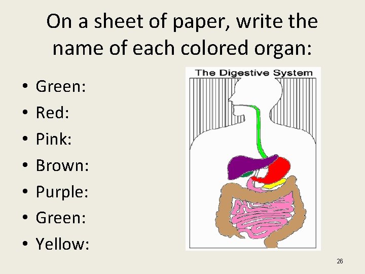 On a sheet of paper, write the name of each colored organ: • •