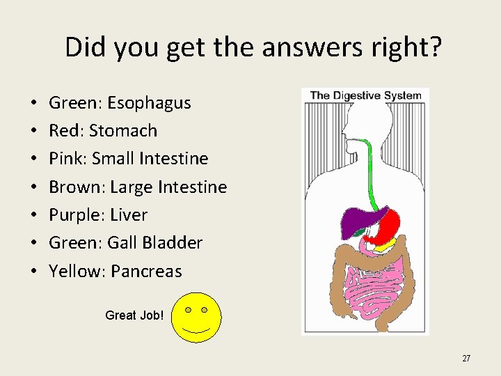 Did you get the answers right? • • Green: Esophagus Red: Stomach Pink: Small