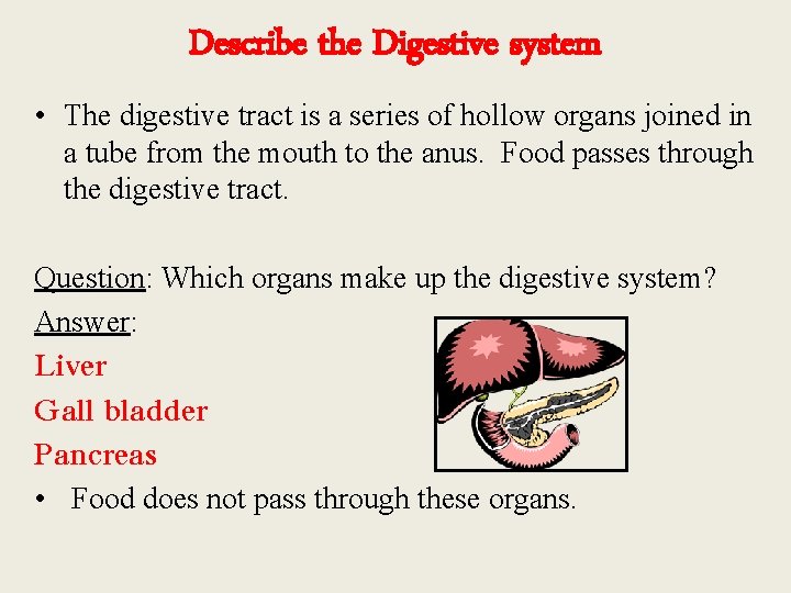 Describe the Digestive system • The digestive tract is a series of hollow organs