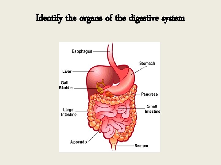 Identify the organs of the digestive system 