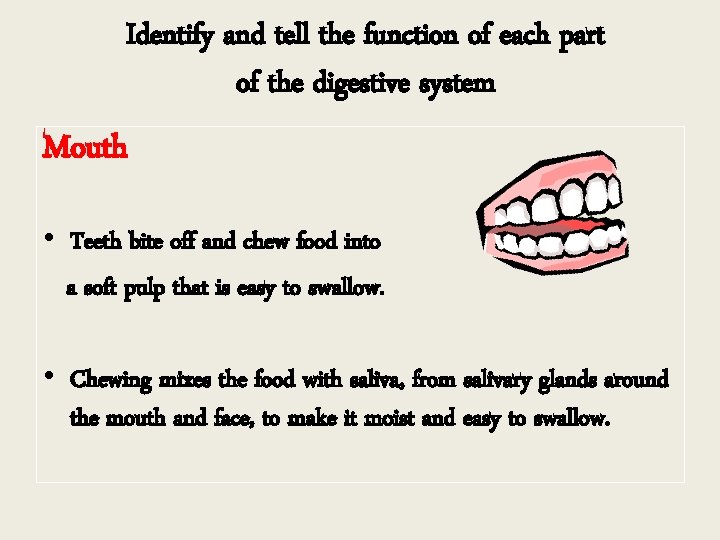 Identify and tell the function of each part of the digestive system Mouth •