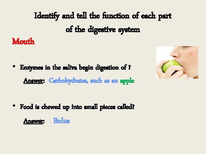 Identify and tell the function of each part of the digestive system Mouth •