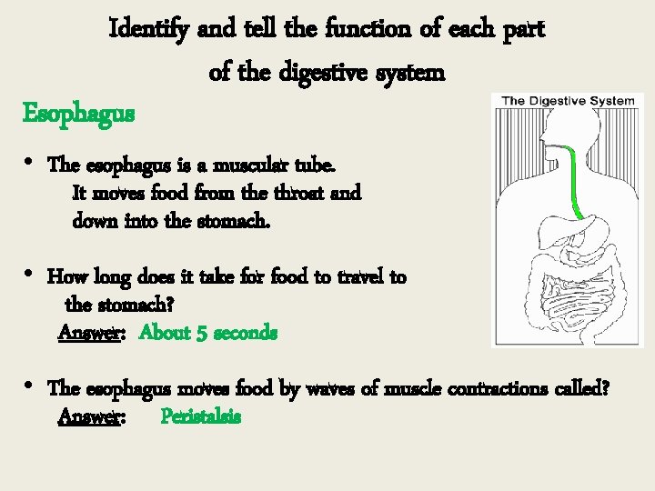 Identify and tell the function of each part of the digestive system Esophagus •