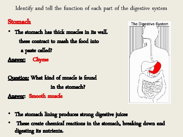 Identify and tell the function of each part of the digestive system Stomach •