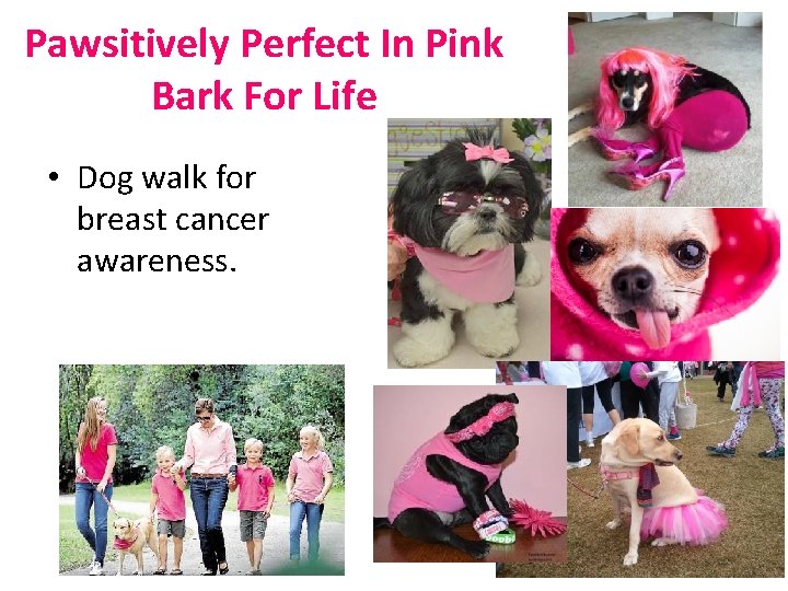 Pawsitively Perfect In Pink Bark For Life • Dog walk for breast cancer awareness.