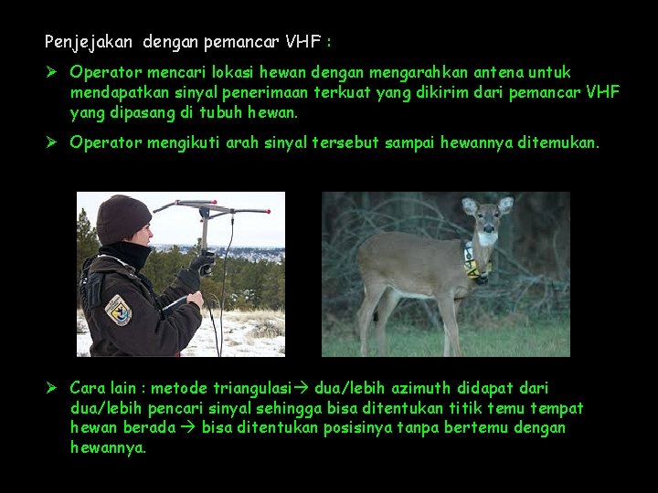 Penjejakan dengan pemancar VHF : Ø Operator mencari lokasi hewan dengan mengarahkan antena untuk