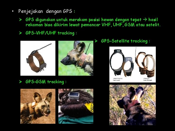  • Penjejakan dengan GPS : Ø GPS digunakan untuk merekam posisi hewan dengan