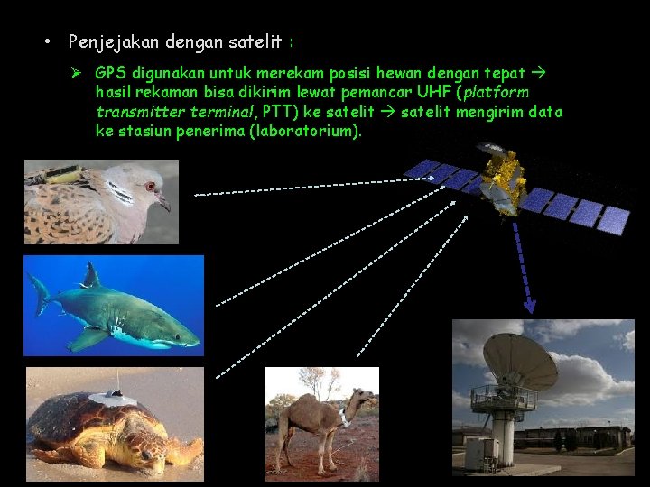  • Penjejakan dengan satelit : Ø GPS digunakan untuk merekam posisi hewan dengan