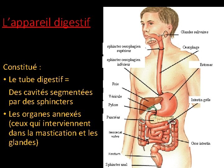 L’appareil digestif Glandes salivaires sphincter oesophagien supérieur Constitué : • Le tube digestif =