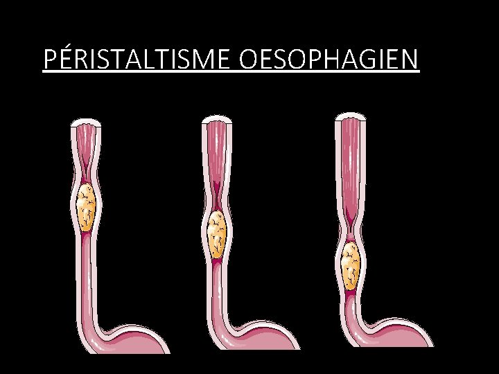 PÉRISTALTISME OESOPHAGIEN 