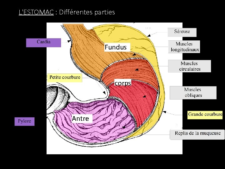 L'ESTOMAC : Différentes parties Fundus corps Antre 