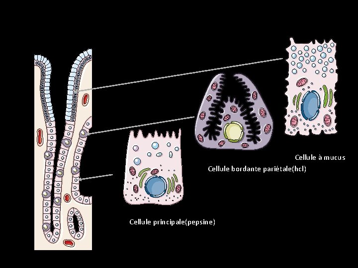 Muqueuse fundique Cellule à mucus Cellule bordante pariétale(hcl) Cellule principale(pepsine) 