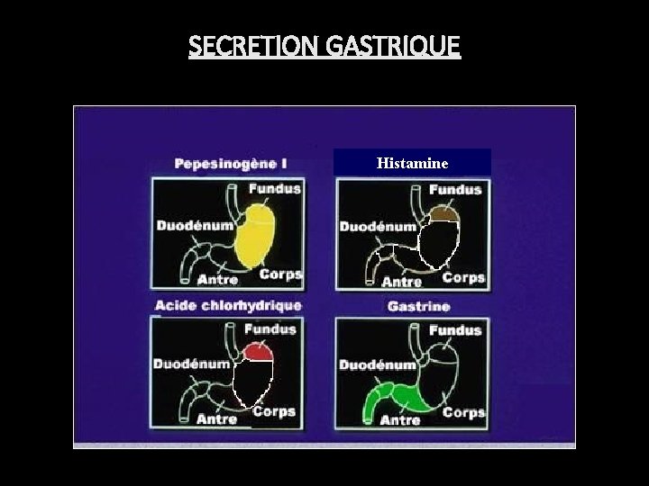 Sécrétions GASTRIQUE gastriques SECRETION Histamine 