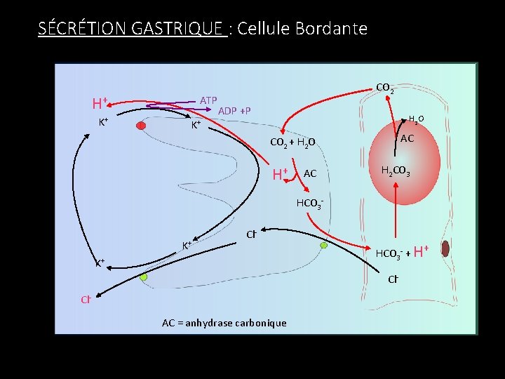 SÉCRÉTION GASTRIQUE : Cellule Bordante H+ K + ATP CO 2 ADP +P H