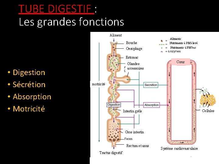 TUBE DIGESTIF : Les grandes fonctions Aliment Bouche Oesophage Aliments Nutriments à PM élevé