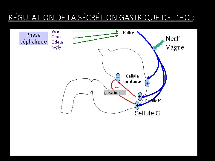 RÉGULATION DE LA SÉCRÉTION GASTRIQUE DE L’HCL: Phase céphalique Vue Gout Odeur h-gly Bulbe